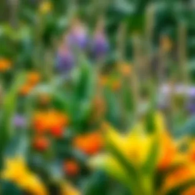 Diverse Plant Life in August Vibrant August garden with various plants
