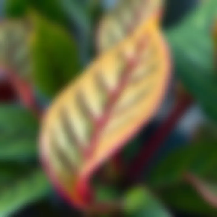 Signs of overwatering in plant leaves