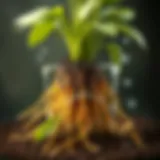 Healthy plant roots demonstrating proper hydration balance