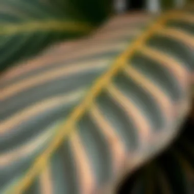 The Beauty of Leaf Texture Close-up of a large-leaf plant showcasing its texture and colors