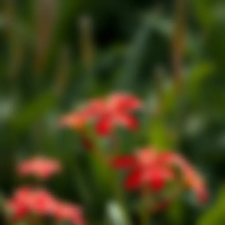 Close-up of red flowers symbolizing love and hope
