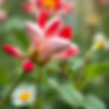 Unique Characteristics of Seasonal Flowers Close-up of a seasonal flower exhibiting its unique characteristics