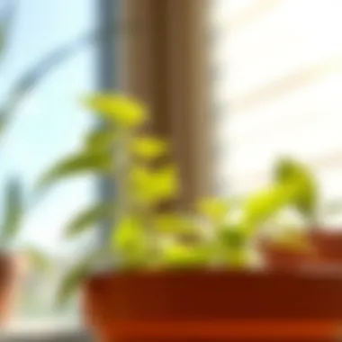 Close-up of a healthy potted plant thriving in sunlight.
