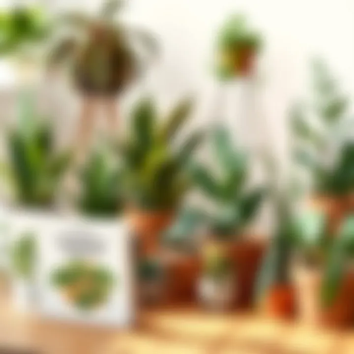 A guidebook beside a collection of indoor plants.