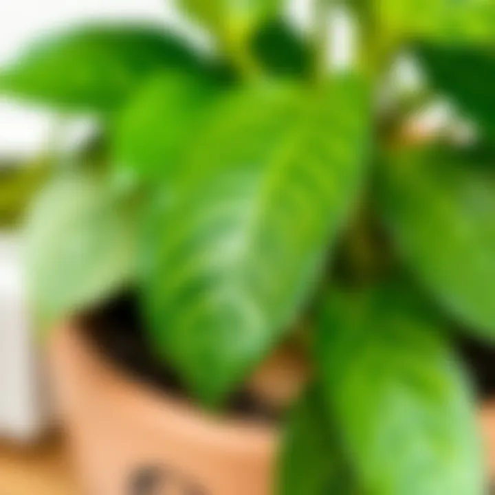 Close-up of a pothos plant illustrating healthy growth.