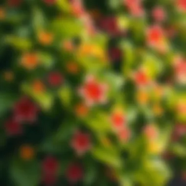 Close-up of lush green leaves with colorful blossoms