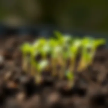 Nurturing Seedlings for Growth Close-up of healthy seedlings in soil