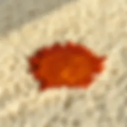 A close-up view of a carpet with a dried tea stain