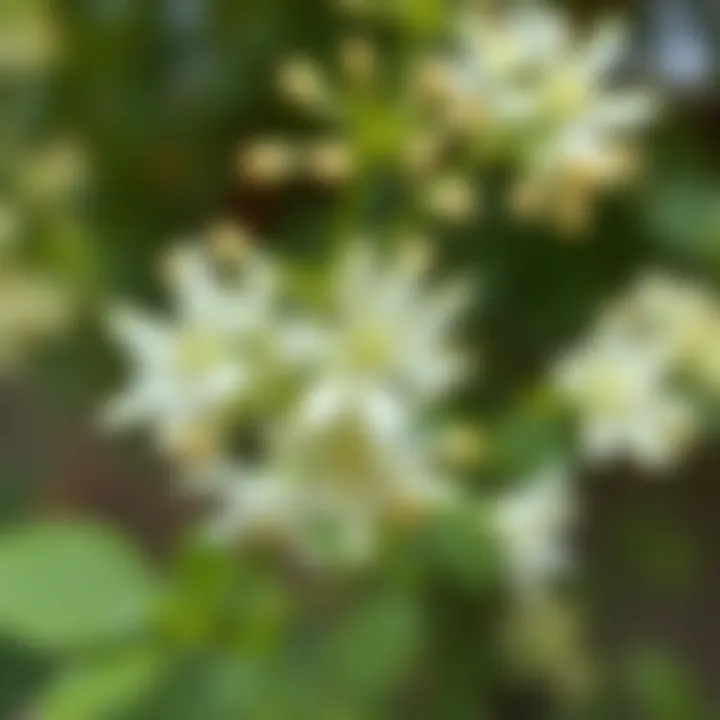 Freshly harvested linden flowers