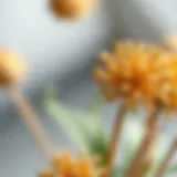 Close-up of dried linden flowers