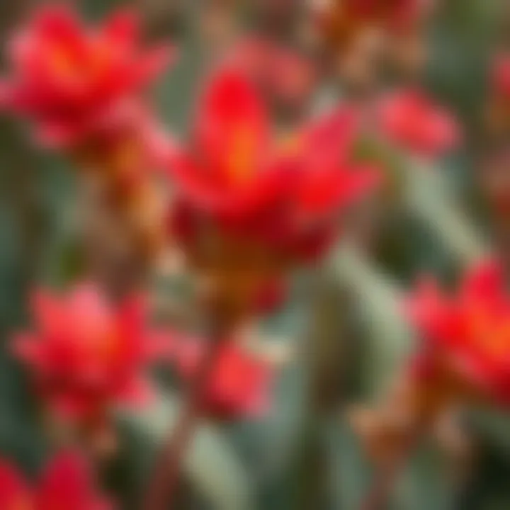 Close-up of a specific red flowering plant
