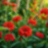 Lush Garden with Vibrant Red Flowers Vibrant red flowers in a lush garden setting