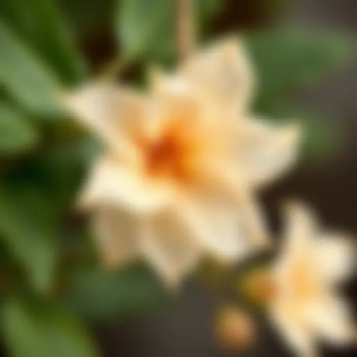 Close-up of kokina flower tied with string