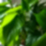 Transforming Spaces with Large Leaves Lush green leaves of a large-leaf plant enhancing indoor decor