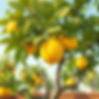 Techniques for effective lemon tree maintenance.