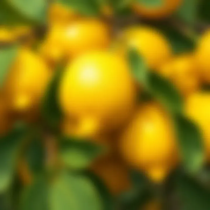 Close-up of vibrant lemons ready for harvest.