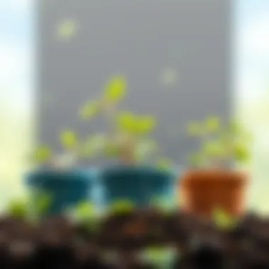 Healthy plants thriving in well-chosen potting soil