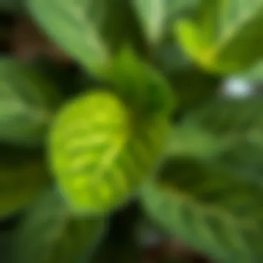 Intricate Leaves of Sinek Kovanı Plant A close-up view of the unique leaves of the sinek kovanı plant showcasing its intricate pattern.