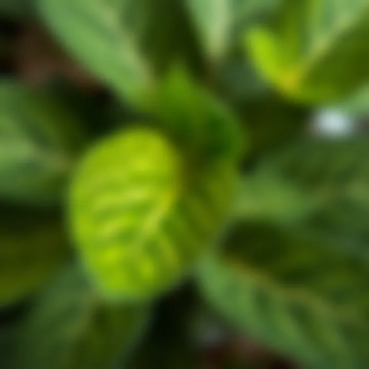 Intricate Leaves of Sinek Kovanı Plant A close-up view of the unique leaves of the sinek kovanı plant showcasing its intricate pattern.