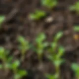 Freshly sown watercress seeds in fertile soil