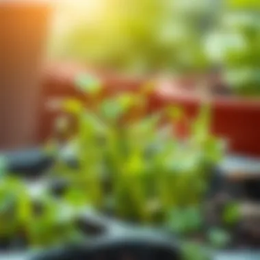 Optimal climate conditions for growing watercress