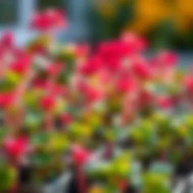 Vibrant watercress plants thriving in a garden