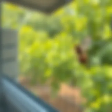 Adhesive mesh providing protection against insects